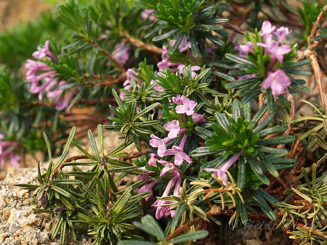 Daphne arbuscula.JPG - Daphne arbuscula / Seidelbast / Botanischer Garten Berlin